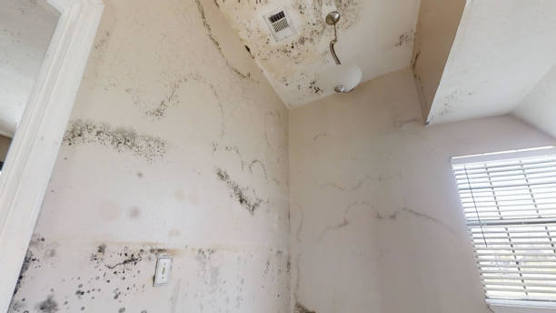 Best Mold Prevention Services  in Fort Pierre, SD