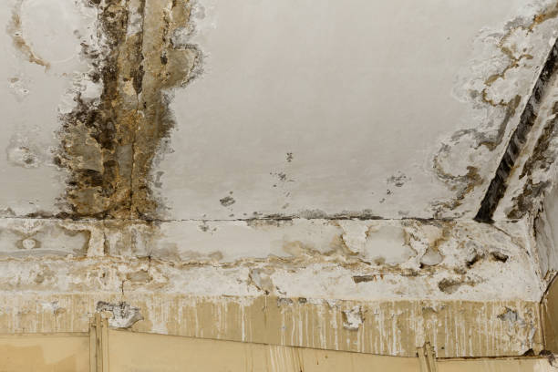 Best Basement Mold Removal  in Fort Pierre, SD