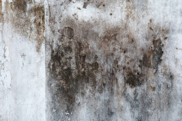  Fort Pierre, SD Mold Removal Pros