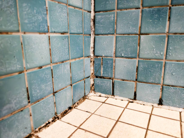 Best Mold Odor Removal Services  in Fort Pierre, SD