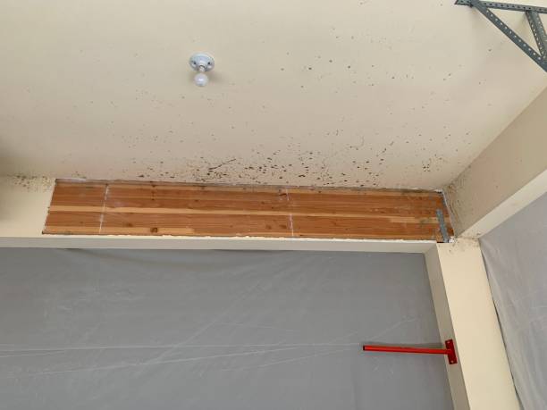 Mold Odor Removal Services in Fort Pierre, SD
