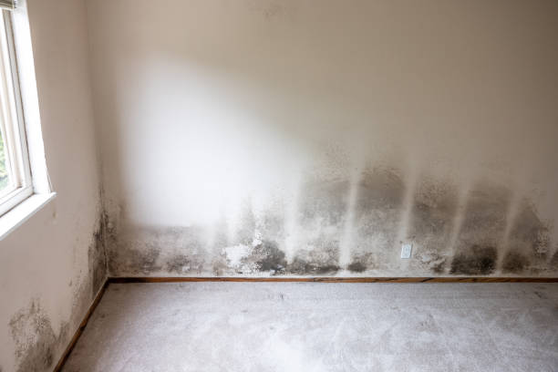 Best Mold Remediation for Healthcare Facilities  in Fort Pierre, SD