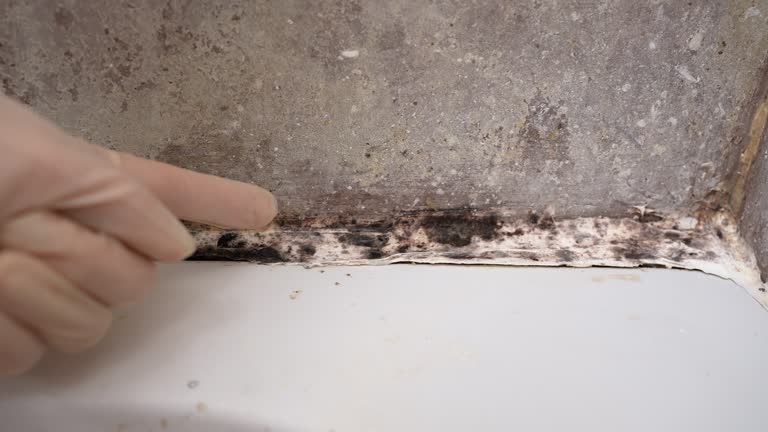 Best Attic Mold Removal  in Fort Pierre, SD