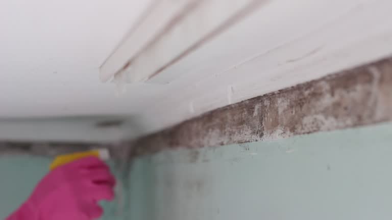 Best Emergency Mold Remediation  in Fort Pierre, SD
